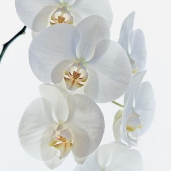 orchid07
